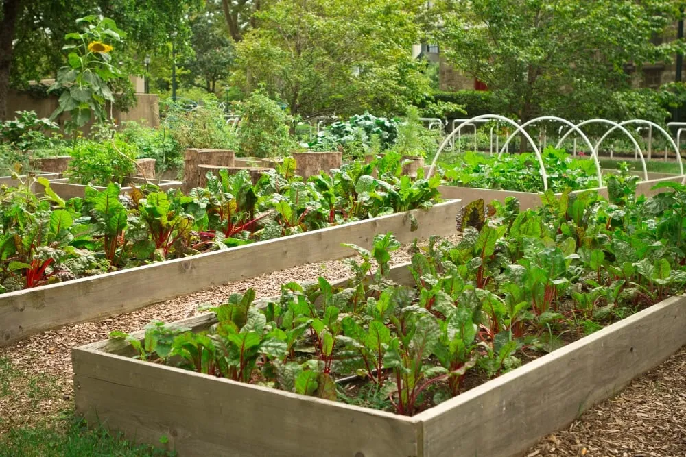 benefits of community gardening for social housing residents