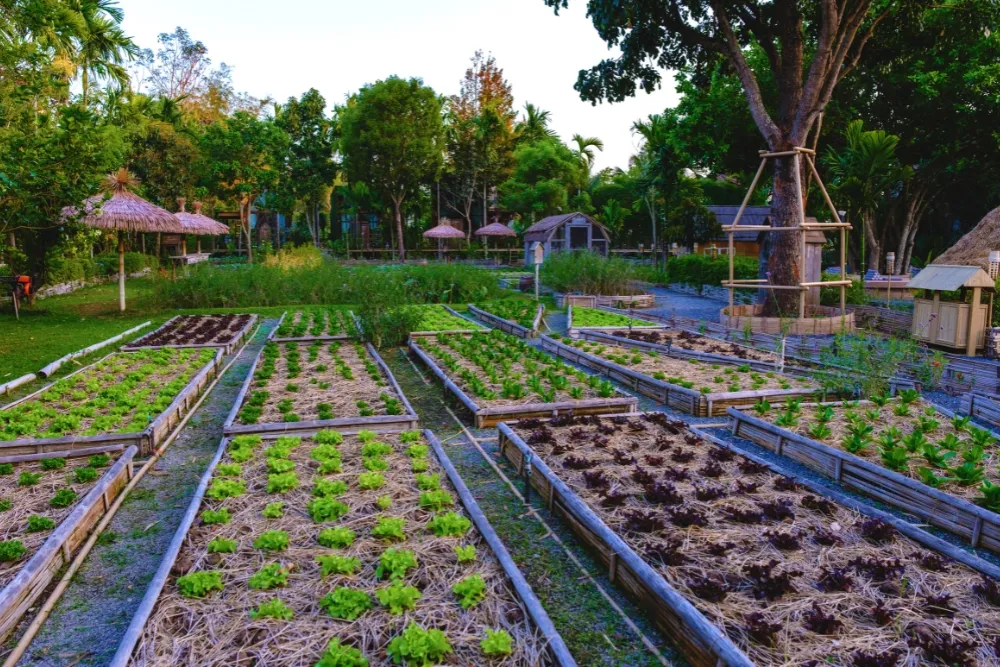 community gardens as local learning environments