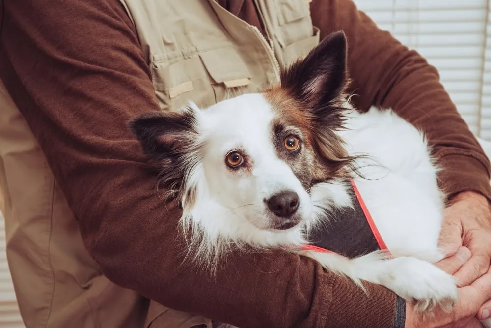 what is pet therapy